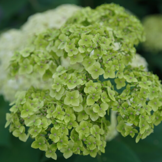 Invincibelle Sublime™ Smooth hydrangea (Hydrangea arborescens 'Invincble Sublime') - 3 gallon