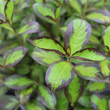 Vinho Verde® Weigela (Weigela florida 'Vinho Verde') - 3 gallon 15"