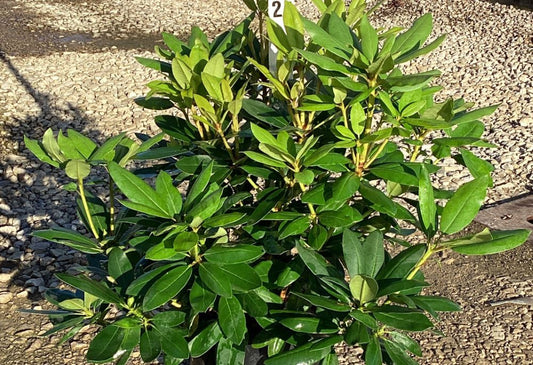 Purpureum Elegans Rhododendron (Rhododendron purpureum 'Elegans') - 3 gallon 15"