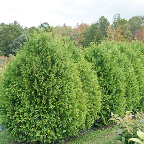Cheer Drops® Arborvitae (Thuja occidentalis 'Cheer Drops') - 3 gallon