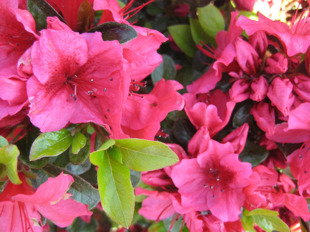 Renee Michelle Azalea (Azalea x 'Renee Michelle') - 1 gallon 8"