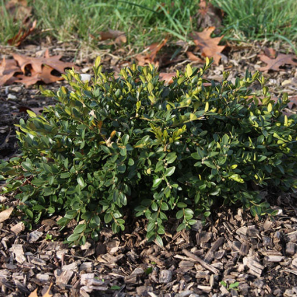 Flat-tery™ Boxwood (Buxus x 'Flat-Tery') - 2 gallon 10"