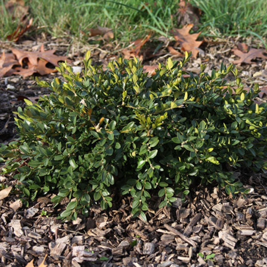 Flat-tery™ Boxwood (Buxus x 'Flat-Tery') - 2 gallon 10"