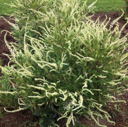 Summer Sparkler™ Summersweet (Clethra alnifolia 'Smr Sparkler') - 3 gallon 24"