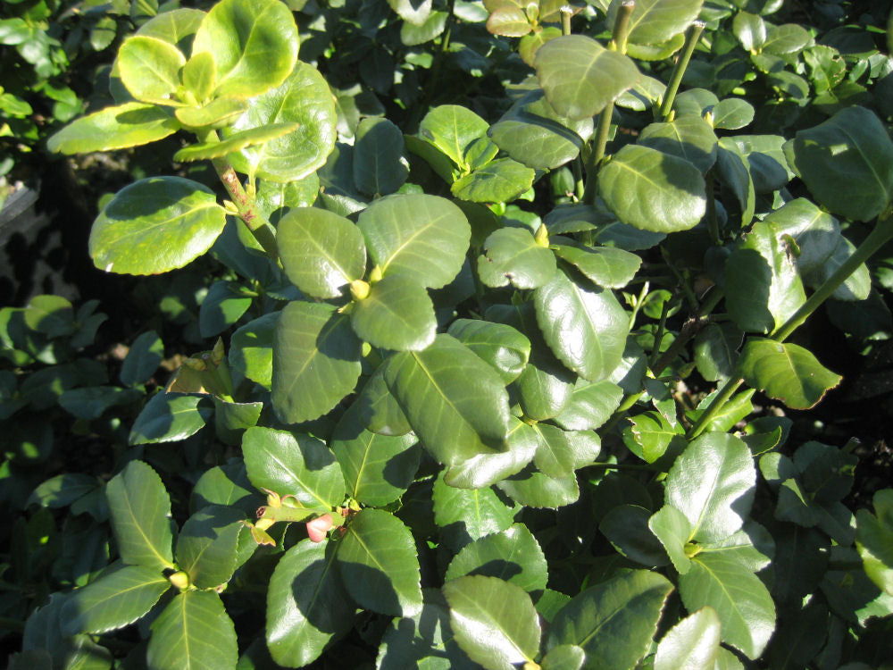 Green Lane Euonymus (Euonymus fortunei 'Green Lane') - 2 gallon 10"