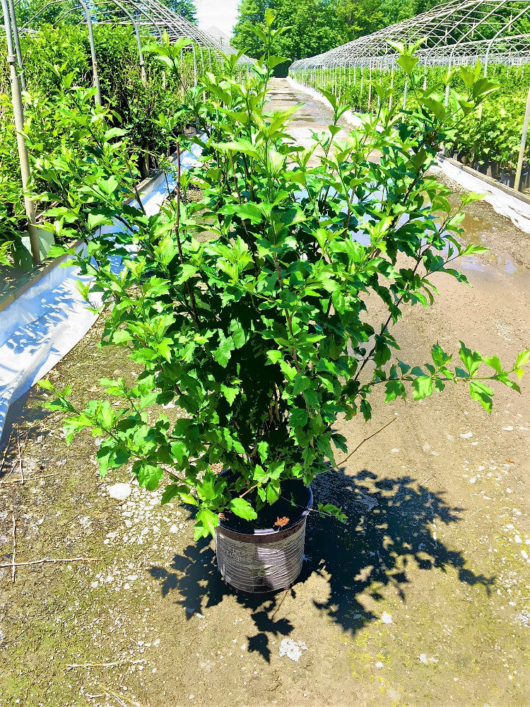 First Editions® Fiji™ Rose of Sharon (Hibiscus syriacus 'Minspot') - 2 gallon
