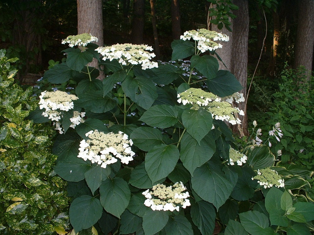 Haas Halo Smooth Hydrangea (Hydrangea arborescens 'Haas' Halo') - 1 gallon