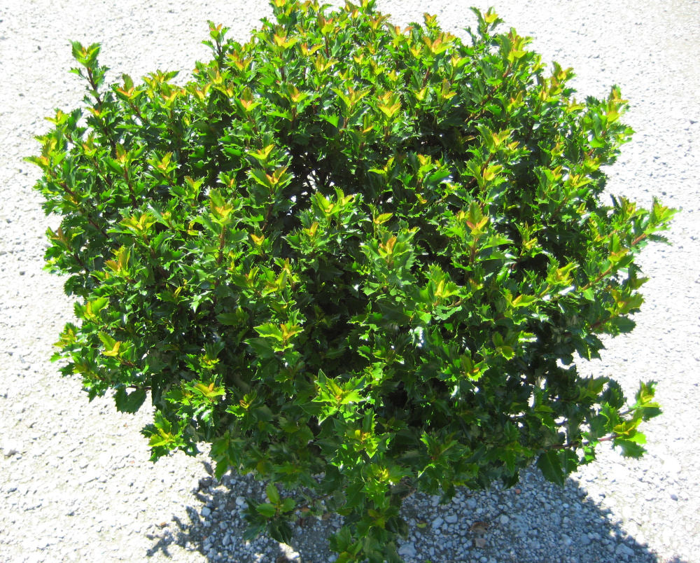 Emerald Magic® Meserve Holly (Ilex x meserveae 'Willemer') - 3 gallon 15"