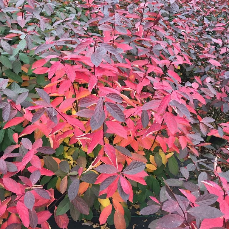 Proven Winners® Color Choice® Scentlandia Sweetspire (Itea virginica '‘Smnivdfc’') - 3 gallon 15"