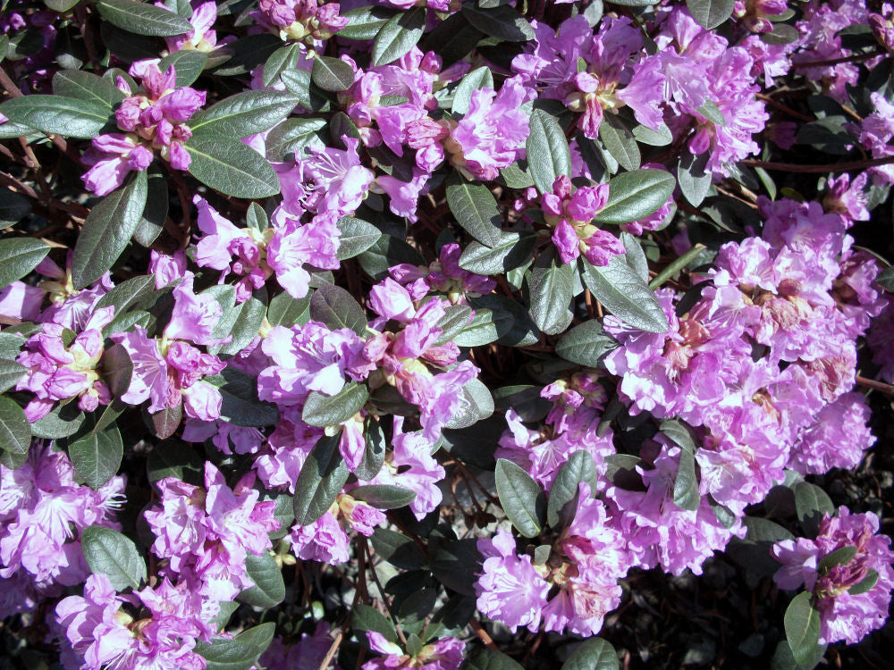 Landmark PJM Rhododendron (Rhododendron 'PJM Landmark') - 3 gallon 15"