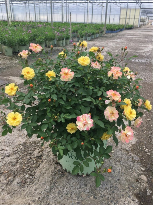 Color Cocktail Rose (Rosa color 'Cocktail') - 3 gallon