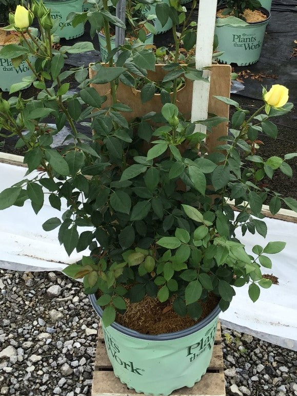 Simply Color™ Rose  (Rosa simply 'Color') - 3 gallon
