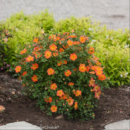 Proven Winners® Color Choice® Oso Easy® Paprika Rose (Rosa '‘Chewmaytime’') - 2 gallon