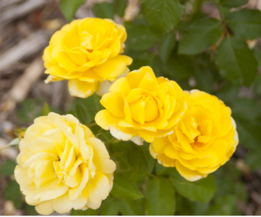 Rose Yellow Brick Road (Rosa E.E 'Yellow Brick Road') - 2 gallon