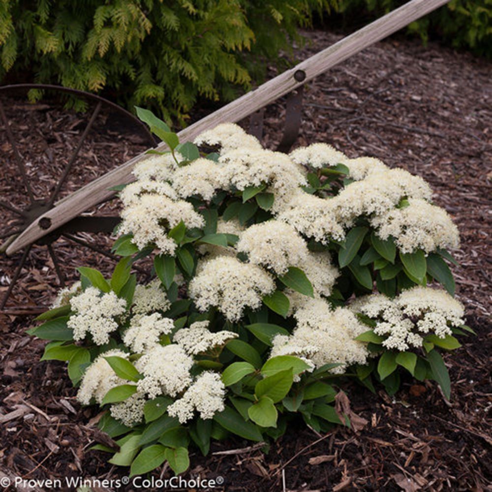 Color Choice® Lil’ Ditty® Witherod Viburnum (Viburnum cassinoides ‘SMNVCDD’) - 3 gallon 12"