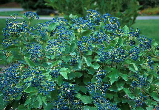 Blue Muffin® Arrowwood Viburnum (Viburnum dentatum 'Christom') - 3 gallon 24"
