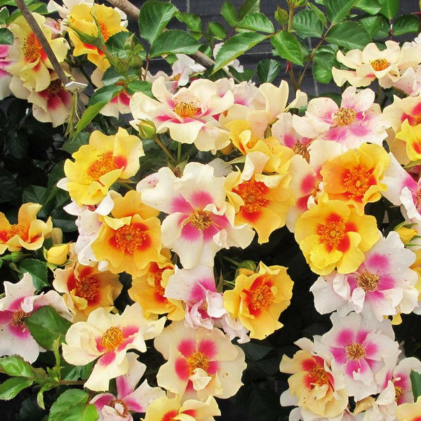 Ringo® Rose (Rosa 'Ringo') - 3 gallon