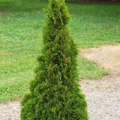Emerald Petite Aborvitae (Thuja occidentalis 'Emerald Petite') - 3 gallon 18"