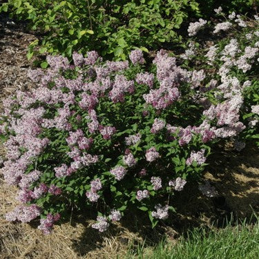 Baby Kim® Lilac (Syringa patula 'Baby Kim') - 3 gallon 15"
