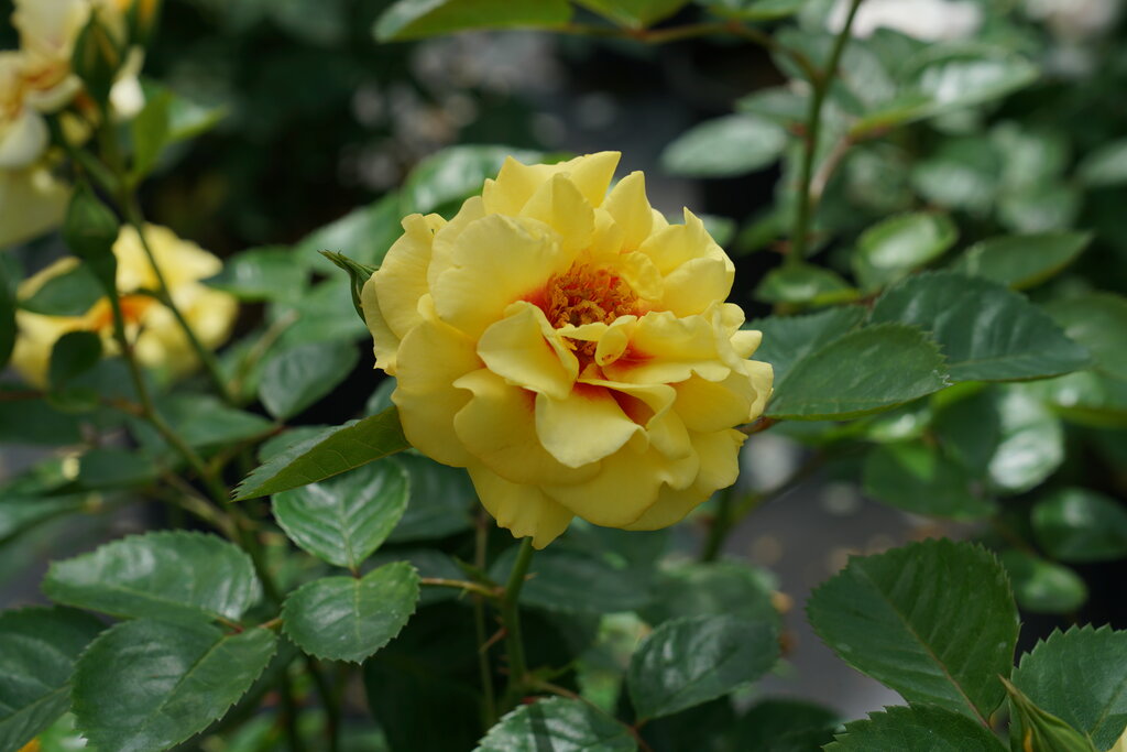 Rise Up™ Ringo Rose (Rosa rise 'Up Ringo') - 3 gallon