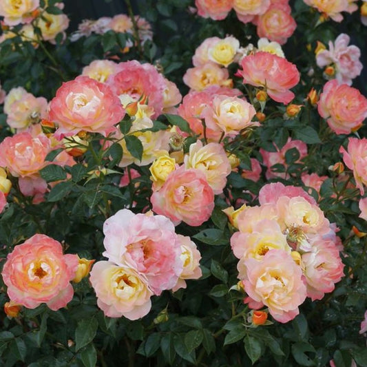 Rose Oso Easy® Italian Ice®  (Rosa 'Oso Easy Italian Ice') - 2 gallon