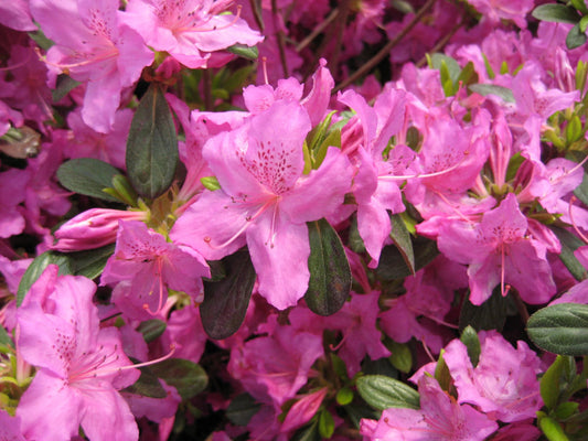 Karen Azalea (Azalea x 'Karen') - 1 gallon