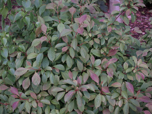 Dwarf Fragrant Viburnum (Viburnum farreri 'Nanum') - 3 gallon 15"