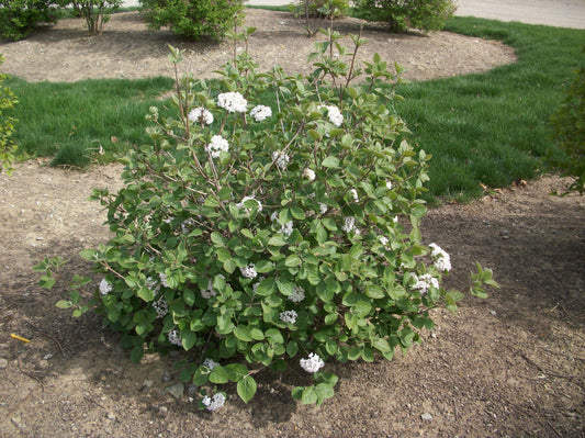 Korean Spice Viburnum (Viburnum x 'Carlesii') - 3 gallon 18"