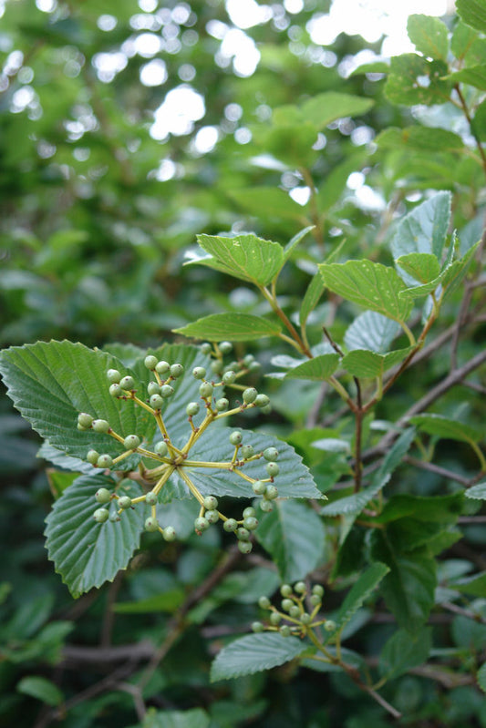 Chicago Lustre™ Viburnum (Viburnum dentatum 'Synnestvedt') - 3 gallon 24"
