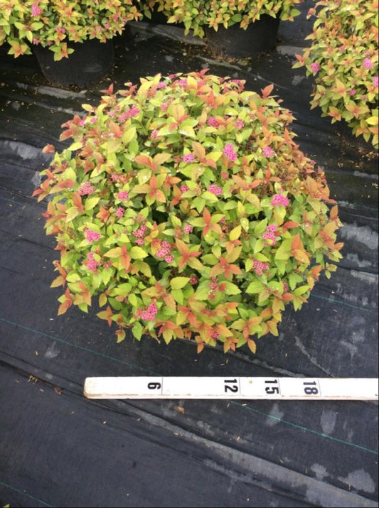 Magic Carpet Spiraea (Spiraea japonica 'Magic Carpet') - 3 gallon 15"