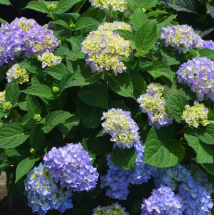 Azure Skies™ Hydrangea (Hydrangea macrophylla 'Azure Skies') - 3 gallon