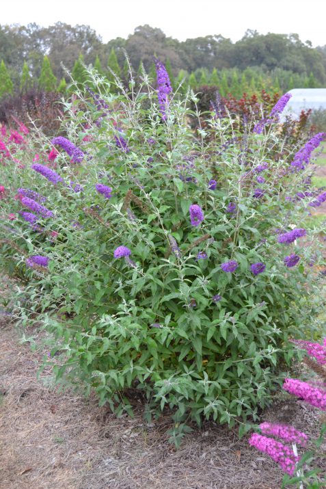 Psychedelic Sky™ Butterfly Bush (Buddleia psychedelic 'Sky') - 2 gallon