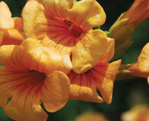 Summer Jazz™ Sunrise Gold Trumpet Vine (Campsis 'Summer Jazz Sunrise Gold') - 2 gallon