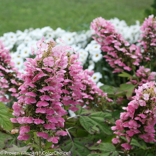 Gatsby Pink® Oakleaf hydrangea (Hydrangea quercifolia 'Gatsby Pink') - 3 gallon