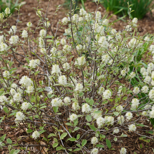 Legend of the Small® Bottlebrush (Fothergilla x intermedia 'Legend Of The Small') - 3 gallon 15"