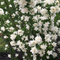 Pearls of Perfume™ Mock Orange (Philadelphus pearls 'Of Perfume') - 3 gallon