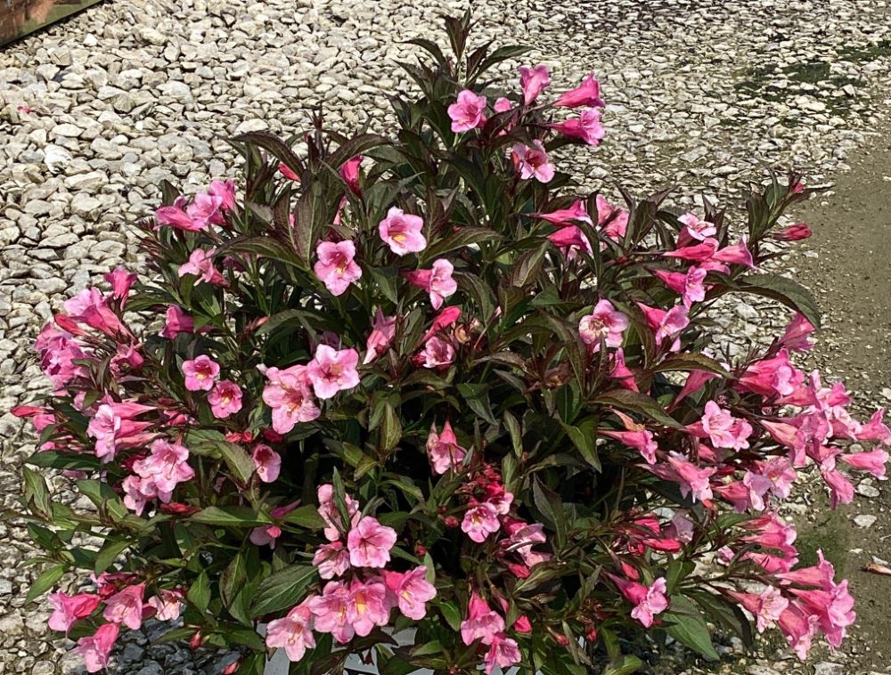 Sonic Bloom® Wine Weigela (Weigela sonic 'Bloom Wine') - 3 gallon 15"