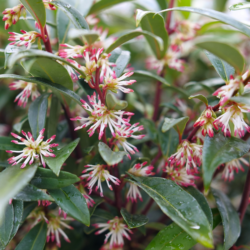 Sweet & Lo™ Fragrant Sweet Box (Sarcococca 'Sweet & Lo') - 2 gallon 12"