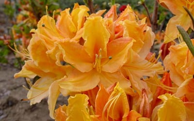 Golden Lights Azalea (Azalea 'Exbury Golden Lights') - 3 gallon 15"