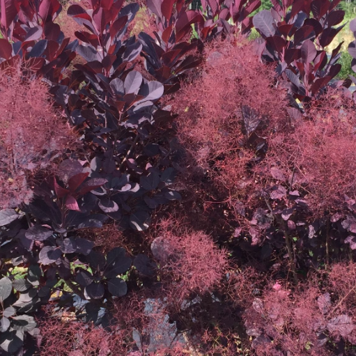 Winecraft Black® Smokebush (Cotinus coggygria 'Winecraft Black') - 3 gallon 18"