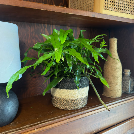 Kangaroo Paw Footed Fern (Phymatosorus Diversifolius) - 6 Inch Indoor Houseplant