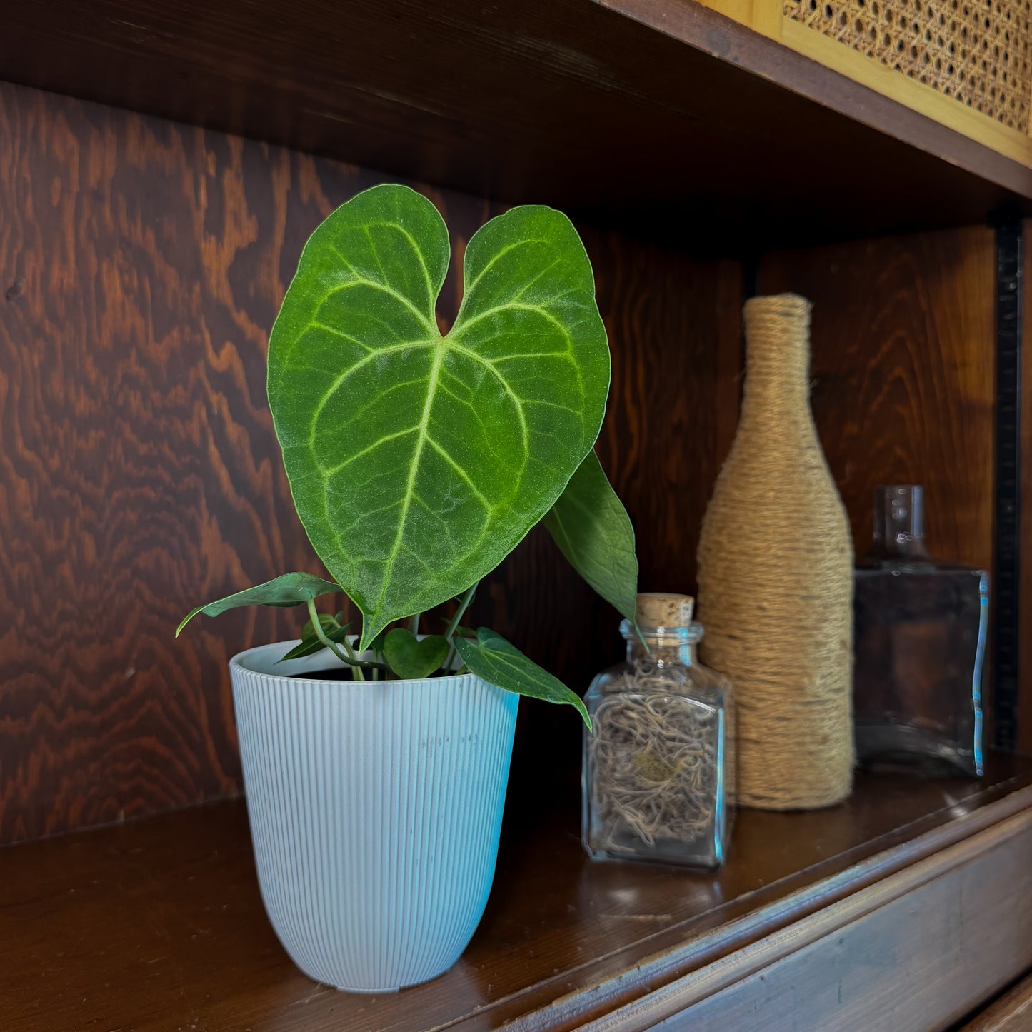 Anthurium Clarinervium Hybrid - 4 Inch Indoor Houseplant
