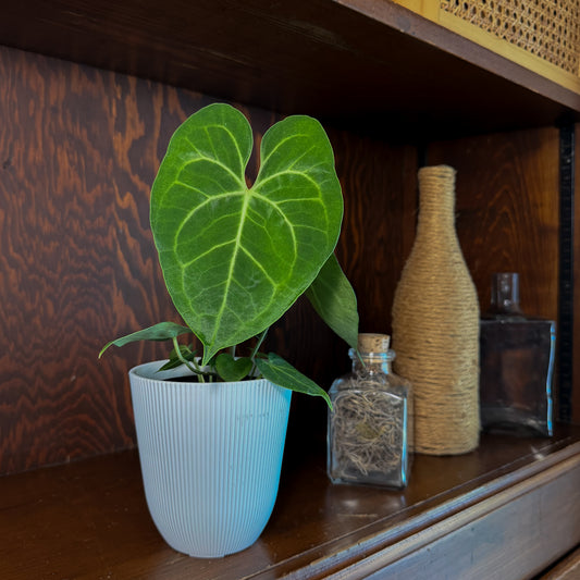 Anthurium Clarinervium Hybrid - 4 Inch Indoor Houseplant