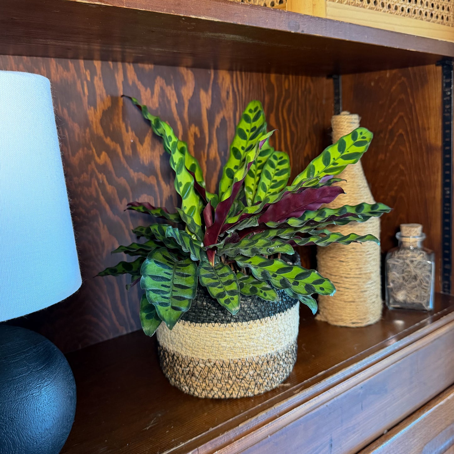 Calathea Rattlesnake (Calathea Lancifolia Goeppertia Insignis) - 6 Inch Indoor Houseplant