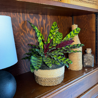 Calathea Rattlesnake (Calathea Lancifolia Goeppertia Insignis) - 6 Inch Indoor Houseplant