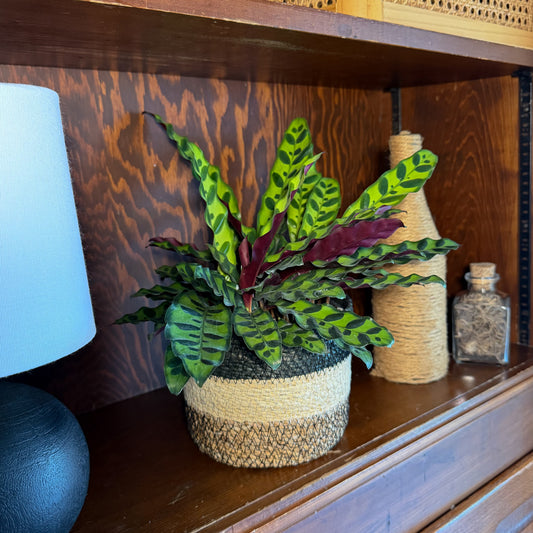 Calathea Rattlesnake (Calathea Lancifolia Goeppertia Insignis) - 6 Inch Indoor Houseplant