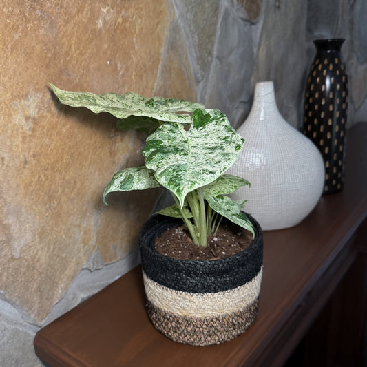 Alocasia Blizzard (Alocasia Odora 'Batik Blizzard') - 6 Inch Indoor Houseplant