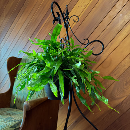 Kangaroo Paw Footed Fern Hanging Basket (Microsorum Diversifolium) - 8 Inch Indoor Houseplant
