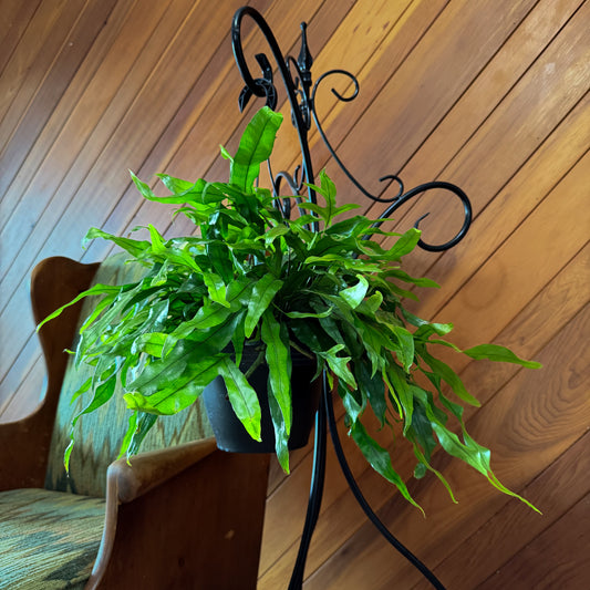 Kangaroo Paw Footed Fern Hanging Basket (Microsorum Diversifolium) - 8 Inch Indoor Houseplant