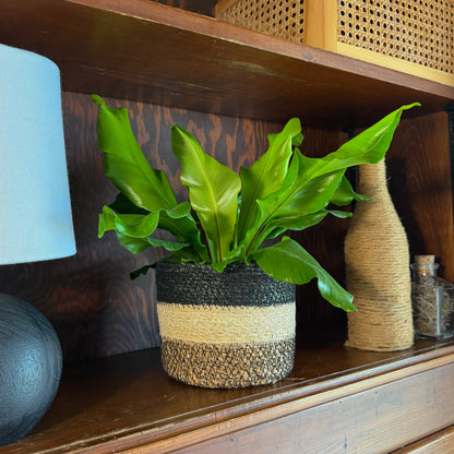 Nidus Bird's Nest Fern (Asplenium Nidus) - 6 Inch Indoor Houseplant